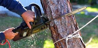 Best Tree Risk Assessment  in Meadow Vista, CA