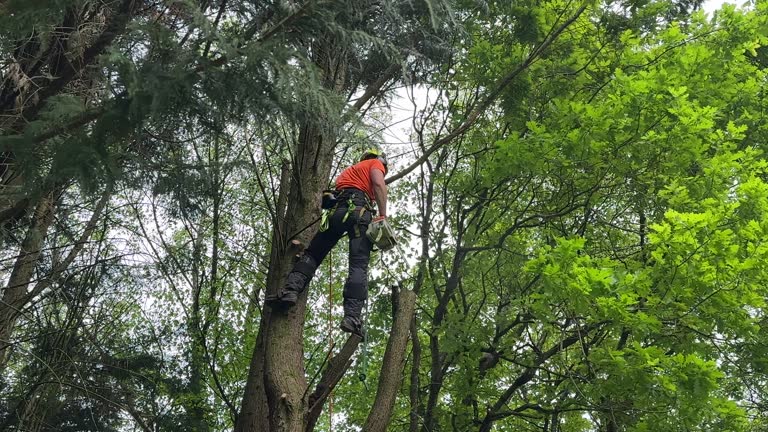 Best Utility Line Clearance  in Meadow Vista, CA